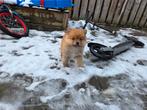 Pomeriaan, Dieren en Toebehoren, Honden | Poolhonden, Keeshonden en Oertypen, Reu, 8 tot 15 weken, Eén hond, Nederland