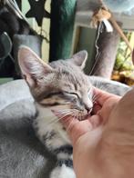 Prachtig superspeels knuffelgek half Maine Coon kater, Dieren en Toebehoren, Katten en Kittens | Overige Katten, Kater