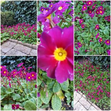 Primula's. Ca. 20 cm.Nu verpoten volgend voorjaar bloei 10 x beschikbaar voor biedingen