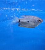 Aquariumvissen, Blauwe spat / Trichopodus trichopterus, Dieren en Toebehoren, Vissen | Aquariumvissen, Vis, Zoetwatervis