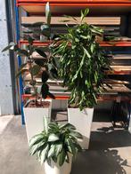 Mooie hydrocultuur planten/ kantoor planten, Ophalen of Verzenden, Overige soorten, In pot, 100 tot 150 cm