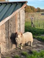 Ouessant rammen, Dieren en Toebehoren, Schapen, Geiten en Varkens, Mannelijk, Schaap