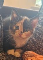 Lapjes poesje opnieuw beschikbaar ivm afmelding, Dieren en Toebehoren, Katten en Kittens | Raskatten | Korthaar, Meerdere dieren