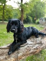 Goed tehuis gezocht, 1 tot 2 jaar, Teef, Parvo, Eén hond