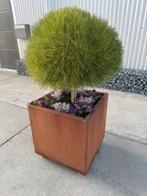 Cortenstaal plantenbak, Ophalen, 100 cm of meer, Nieuw, Metaal