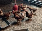 Bruine Legkippen, Dieren en Toebehoren, Pluimvee, Vrouwelijk, Kip
