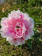 Onbespoten Pioenen pioenrozen Bio geteeld, Ophalen, Overige soorten, Volle zon