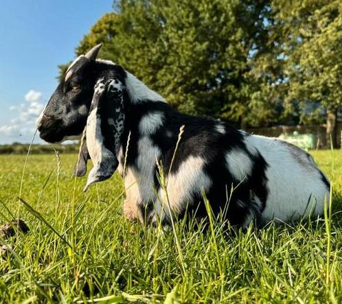 Milo een heel erg mooi Nubisch bokje, Dieren en Toebehoren, Schapen, Geiten en Varkens, Geit, Mannelijk, 0 tot 2 jaar