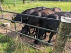 Black Angus, Vrouwelijk, 0 tot 2 jaar