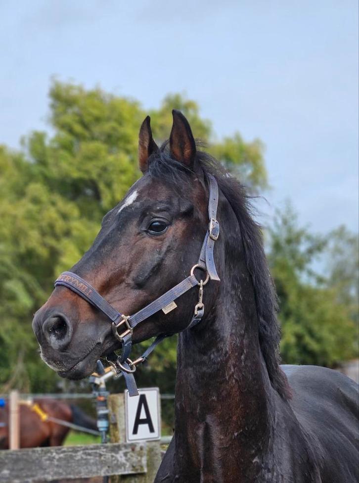 Project nieuwe advertentie 14jarige ruin 166cm top karakter, Dieren en Toebehoren, Paarden, Ruin, L, 170 tot 175 cm, 3 tot 6 jaar