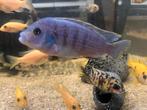Man Mbuna, Dieren en Toebehoren, Vis
