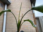 Strelitzia Nicolai, Huis en Inrichting, Minder dan 100 cm, Ophalen