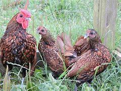 Sebright krielkippen, Dieren en Toebehoren, Pluimvee, Kip, Meerdere dieren