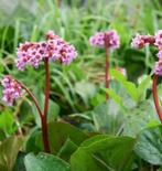 Schoenlappersplant Bergenia cordifolia Tuinplant, Tuin en Terras, Ophalen, Zomer, Overige soorten