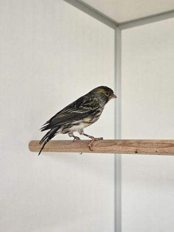 Hardcore zoekt een huisje! (kanarie) beschikbaar voor biedingen