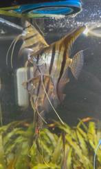 Pterophyllum scalare, Dieren en Toebehoren, Vis, Zoetwatervis