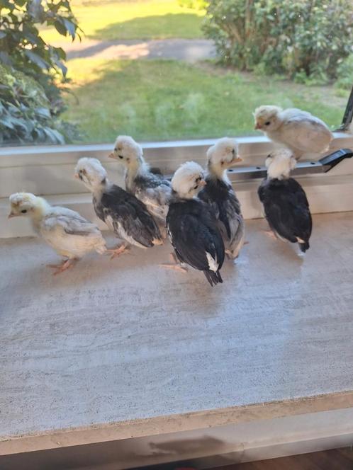 Diverse henkuikens, Dieren en Toebehoren, Pluimvee, Kip, Vrouwelijk