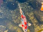 Japanse Koi Karpers, Dieren en Toebehoren, Vissen | Aquariumvissen, Vis, Zoetwatervis