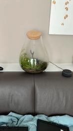 Glazen terrarium planten pot, Overige materialen, 25 tot 40 cm, Rond, Ophalen of Verzenden