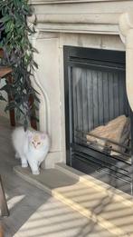 Ragdoll/Persian Kitten, Dieren en Toebehoren, Katten en Kittens | Overige Katten, Kater, Langharig, 0 tot 2 jaar