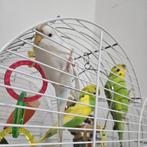 Kwijt, Tropenvogel
