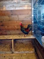 Haan barnevelder, Dieren en Toebehoren, Mannelijk, Kip