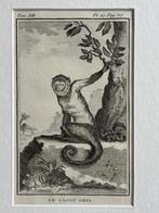 OUD 1770 Sajou Gris - aap., Antiek en Kunst, Ophalen of Verzenden