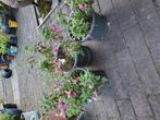 3 fuchsia's, Tuin en Terras, Planten | Tuinplanten, Ophalen, Volle zon, Groenteplanten, Eenjarig