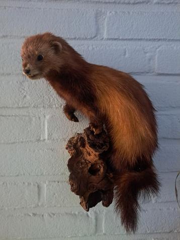 opgezette " bunzing " op stuk hout  beschikbaar voor biedingen
