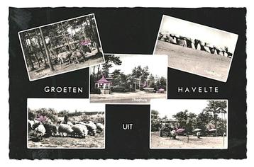 953550	Havelte	1960 Drenthe	Niet gelopen                     beschikbaar voor biedingen