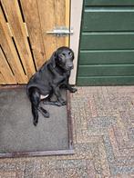 Labrador pups, Dieren en Toebehoren, Honden | Retrievers, Spaniëls en Waterhonden, Rabiës (hondsdolheid), 15 weken tot 1 jaar