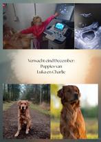 Golden retriever puppies, Dieren en Toebehoren, Golden retriever, CDV (hondenziekte), 8 tot 15 weken, Meerdere dieren