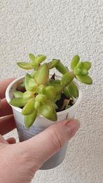Vetplant succulent, Vetplant, Ophalen of Verzenden, In pot, Minder dan 100 cm