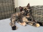 Mooie main coon  x siberische boskat kittens, Meerdere dieren, Ontwormd