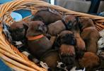 Te koop: Rhodesian Ridgeback pups, Parvo, Overige rassen, 8 tot 15 weken, Meerdere