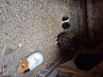 Wegens verhuizing  Cavia's, Dieren en Toebehoren, Knaagdieren, Mei, Geslacht onbekend, Cavia