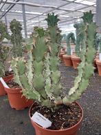 Cactus Euphorbia Coerulescens potmaat 19cm. hoogte 52cm, Minder dan 100 cm, Bloeiende kamerplant, Halfschaduw, Ophalen of Verzenden