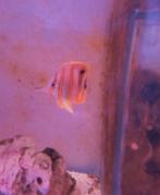 Pincetvis, Dieren en Toebehoren, Vis, Zoutwatervis