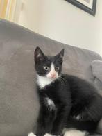 Katertje (laatste van het nesje), 0 tot 2 jaar