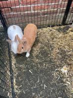 Konijnen koppel Hollander, Dieren en Toebehoren, Konijnen, Meerdere dieren, Middelgroot, 0 tot 2 jaar