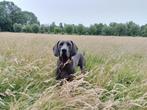 Dekreu Weimaraner (niet raszuiver), CDV (hondenziekte), Particulier, 3 tot 5 jaar, Reu