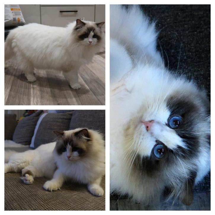 Ragdoll Dekkaters met Stamboom, Dieren en Toebehoren, Katten en Kittens | Dekkaters