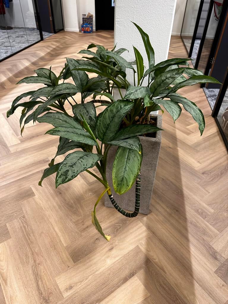 Prachtige Aglaonema kamerplant in pot, Huis en Inrichting, Kamerplanten, Ophalen, Volledige schaduw, 100 tot 150 cm, Overige soorten