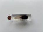 Opgezet insect/cicade, Ophalen of Verzenden, Zo goed als nieuw, Insect, Opgezet dier