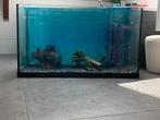 Vissen aquarium groot, Dieren en Toebehoren, Vissen | Aquaria en Toebehoren, Ophalen of Verzenden, Zo goed als nieuw, Leeg aquarium