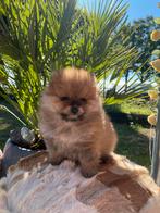 Pomeriaan pup (mini), Dieren en Toebehoren, Reu, CDV (hondenziekte), 8 tot 15 weken, Eén hond