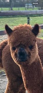 Alpaca merrie veulen, Dieren en Toebehoren, April, Vrouwelijk