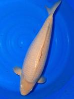 Zeer brede Karashigoi lekker tam Female, Dieren en Toebehoren, Vissen | Vijvervissen, Karper of Koi