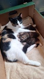 kittens 3 poesjes, Dieren en Toebehoren, Poes