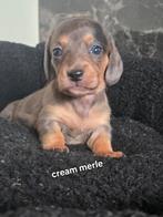 Mooie teckel pups geboren, Dieren en Toebehoren, Honden | Teckels en Dashonden, CDV (hondenziekte), 8 tot 15 weken, Korthaar, Dwerg